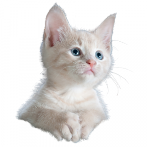 gato